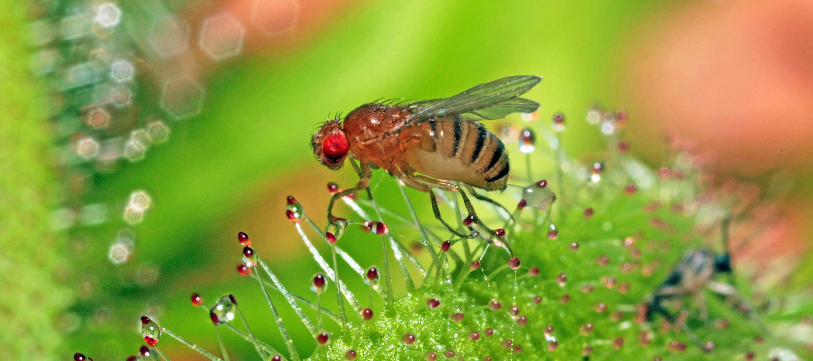Image of a fruit fly (Drosophila melanogaster) atop a plant. Photo by Géry Parent