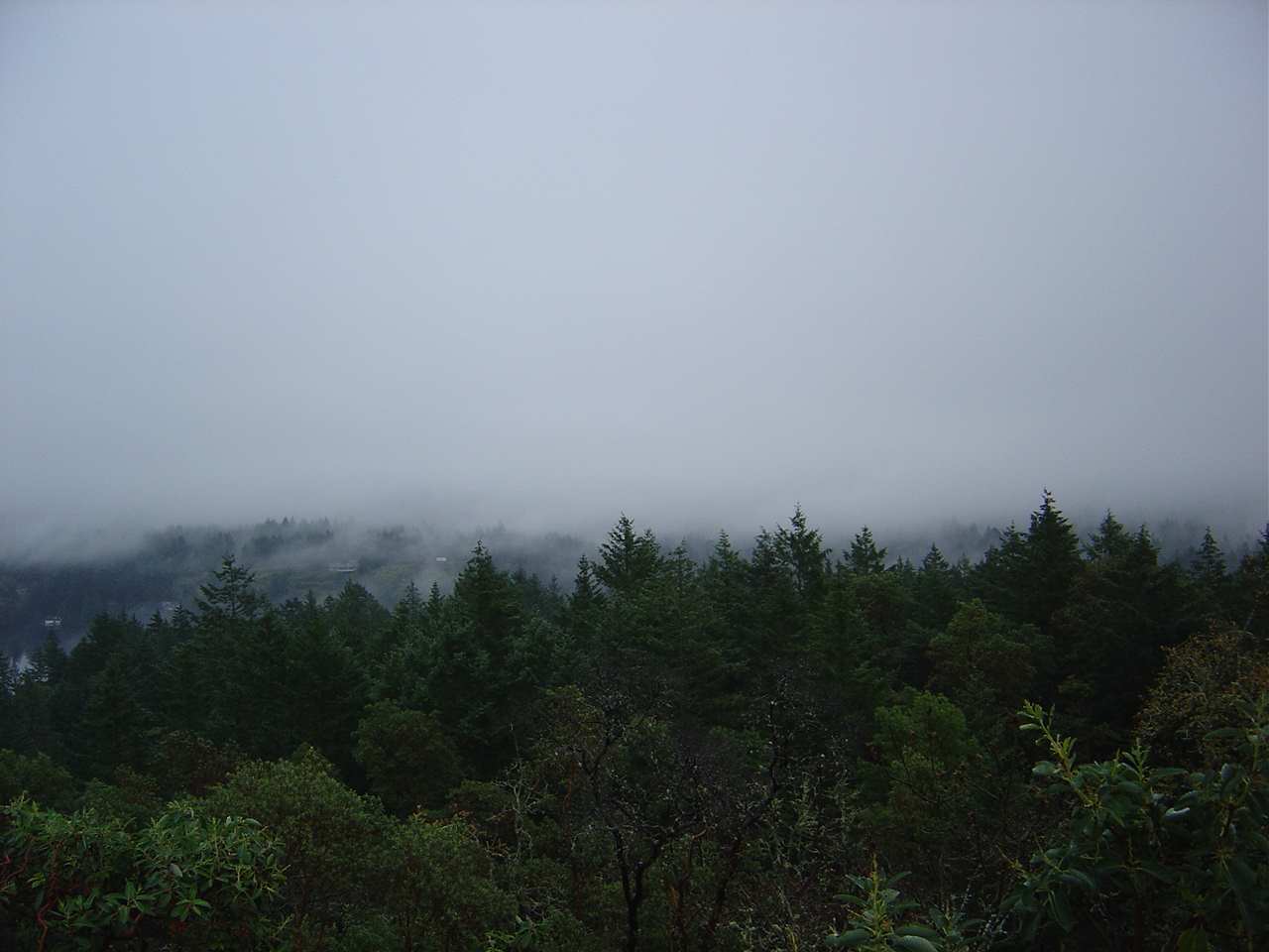 fog2