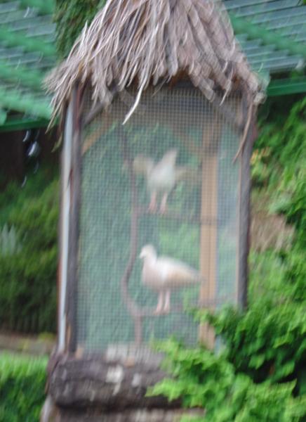 turtledoves