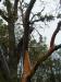 Arbutus tree (2)