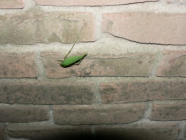 p1000254