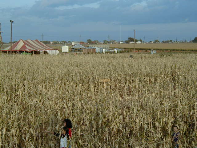 corn-051