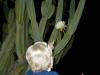 Bonnie's night-blooming cactus flower (1)