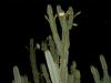 Bonnie's night-blooming cactus flower (2)