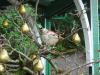 A partridge in a pear tree (BG)