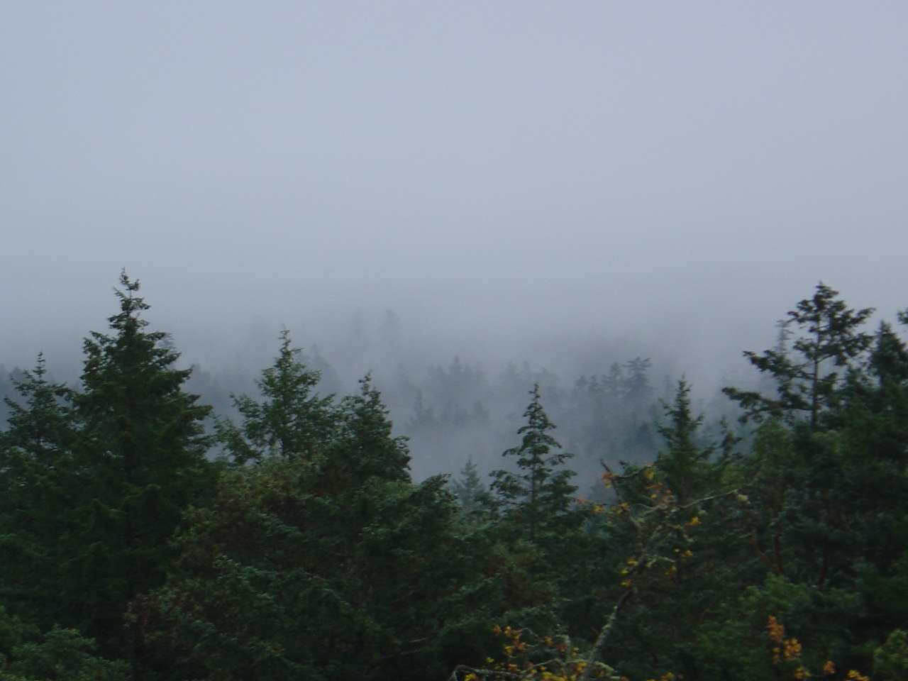 fog1