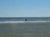 Bear on sand bar - SGI NP - 13