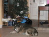 Sparky and Scout guard the presents